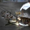 Study Analyzes How Much ‘Macro’ Plastic Is Deadly to Sea Life