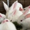 UK government sets out plan to phase out animal experiments