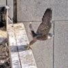 Watch: Three ‘Nestflix’ peregrine falcons each take flight for the first time