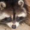 Cuter and closer: Raccoons may be on their way to becoming America’s next pet