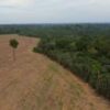 Brazil’s Amazon rainforest at risk as key protection under threat