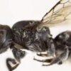 New ‘Lucifer’ bee with devil-like horns found in Australia