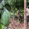 Ivory Coast weather conditions keep cocoa outlook positive