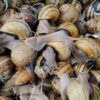 Snail Theft Hits France Before Holiday Rush