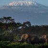 Five Killed in Helicopter Crash on Kilimanjaro, Africa’s Highest Peak