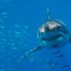 Great white sharks face extinction in Mediterranean, say researchers