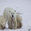 Polar bear mother adopts cub in rarely documented case