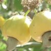Government approves GH¢12 minimum price for raw cashew nuts for 2025/26 season