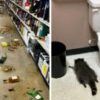 Drunk raccoon found passed out on liquor store floor after breaking in