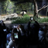 Chinese Pandas Leave Japanese Zoo
