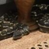 ‘Baby, don’t move’: Australian woman wakes to find massive python on her chest