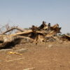 Baobab: Tree of life dying as climate change ravages Northern Ghana
