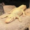 Goodbye gator, see you later: San Francisco mourns its beloved albino alligator