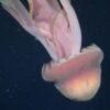Watch: Giant phantom jellyfish floating off Argentina
