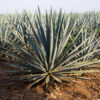 Mayor of Tequila, Mexico, Is Accused of Shaking Down Tequila Companies